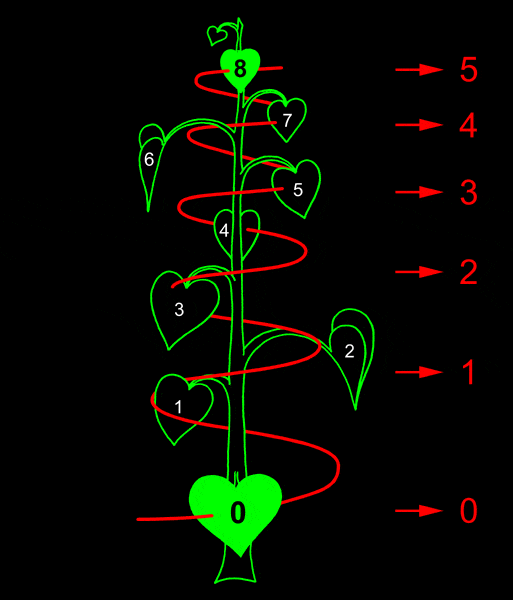 fib 40